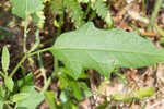 Horse nettle